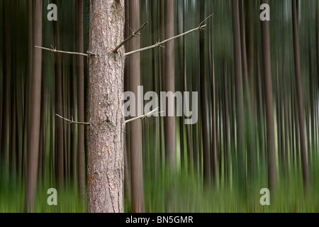 Pino silvestre, nel bosco misto. Foto Stock