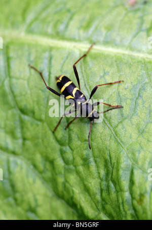 Wasp Beetle, Clytus arietis, Cerambycidae, Chrysomeloidea, Coleoptera Foto Stock