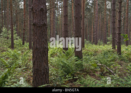 Pino silvestre, nel bosco misto nel Nottinghamshire Foto Stock