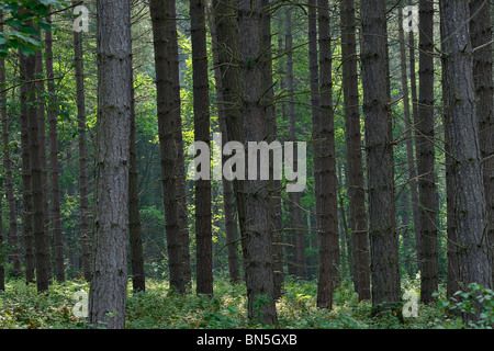 Pino silvestre, nel bosco misto nel Nottinghamshire Foto Stock