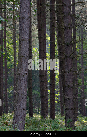 Pino silvestre, nel bosco misto nel Nottinghamshire Foto Stock