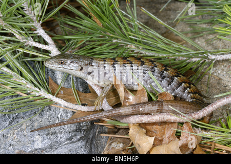 Southern Alligator Lizard Foto Stock