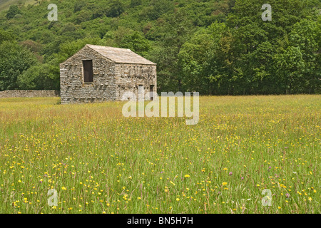 Prato di fiori di campo in fienile Swaledale superiore, Yorkshire Dales National Park. Foto Stock