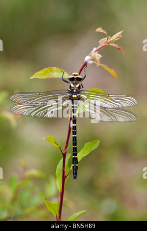 Golden inanellato Dragonfly; Cordulegaster boltonii Foto Stock