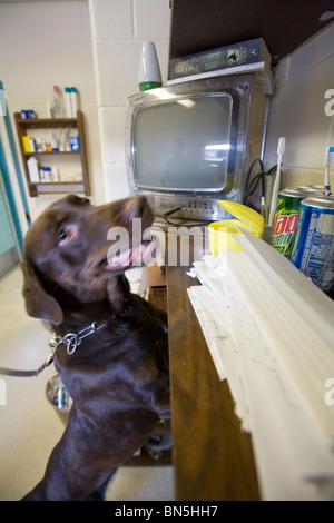 Cane nella cellula nel Nebraska membro penitenziario. I cani sono corse attraverso le celle in modo casuale per la ricerca di droghe illegali. Foto Stock