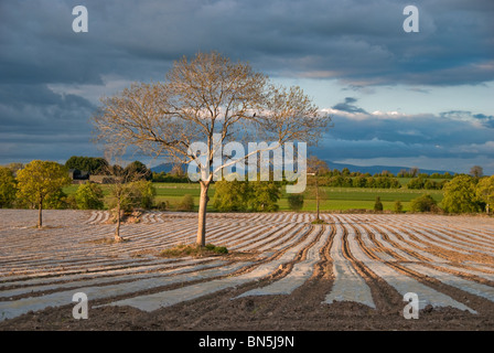 Un nuovo impianto di campo di mais. Foto Stock