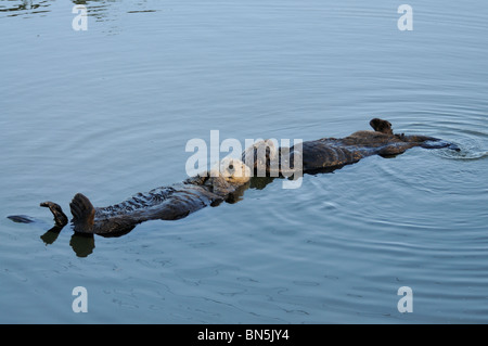 Foto di stock di una coppia di allevamento della California le lontre marine floating insieme sulle loro spalle. Foto Stock