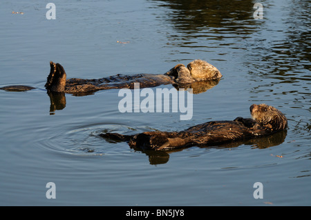 Foto di stock di una coppia di allevamento della California le lontre marine floating insieme sulle loro spalle. Foto Stock
