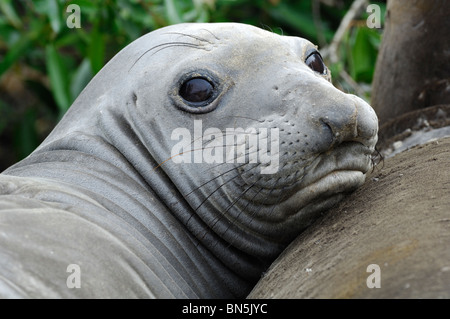 Stock photo closeup immagine di una femmina di northern guarnizione di elefante. Foto Stock