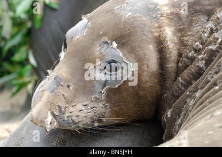 Stock photo closeup immagine di una femmina di northern guarnizione di elefante. Foto Stock