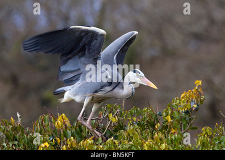 Airone cenerino; Ardea cinerea; circa al decollo Foto Stock