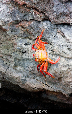 Sally Lightfoot Crab su roccia in isole Galapagos Foto Stock