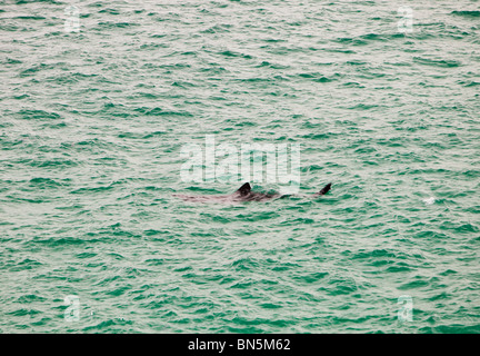 Un squalo elefante (Cetorhinus maximus) off Porthcurno, Cornwall, Regno Unito. Foto Stock