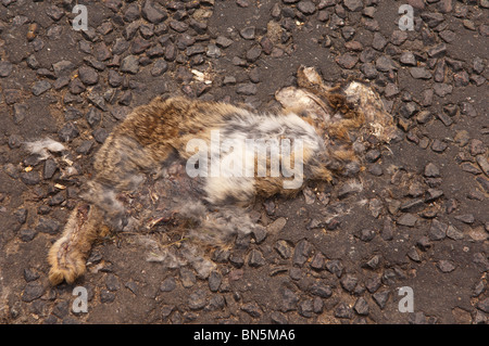 Un coniglio morto sulla strada è vittima di essere da eseguire su una macchina nel Regno Unito Foto Stock