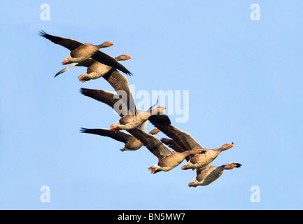 Graylag oche; Anser anser; gregge in volo Foto Stock