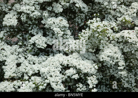 Biancospino; crategus monogyna; in fiore; Foto Stock