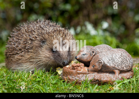 Riccio; Erinaceus europaeus; con giardino ornamento di un riccio Foto Stock