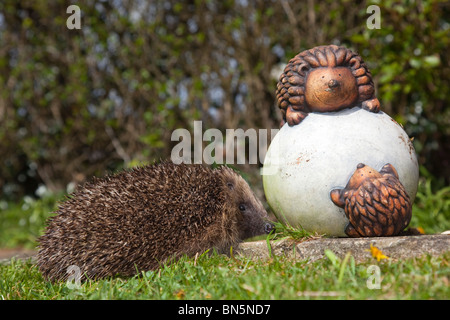 Riccio; Erinaceus europaeus; con giardino ornamento di un riccio Foto Stock