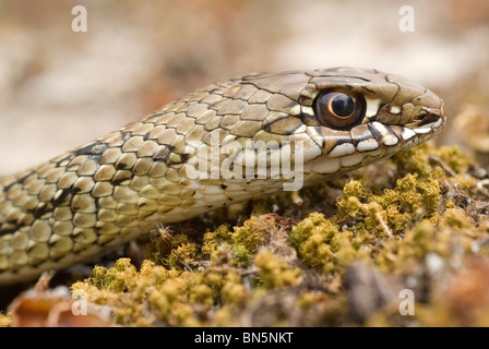 Il novellame di Montpelier snake (Malpolon monspessulanum) Foto Stock