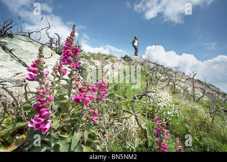 Fiori selvatici che crescono in un paesaggio bruciato, persona guardando dalla sommità della collina in distanza, Wales, Regno Unito Foto Stock