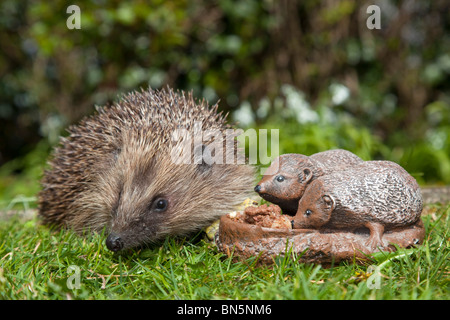 Riccio; Erinaceus europaeus; con giardino ornamento di un riccio Foto Stock