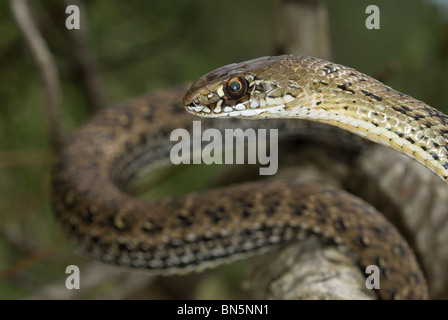 Il novellame di Montpelier snake (Malpolon monspessulanum) Foto Stock