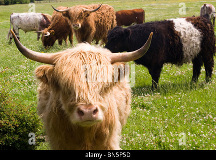 Razza rara BESTIAME AL ULNABY vicino Darlington Highland vacche a doppio spiovente RED POLL Foto Stock