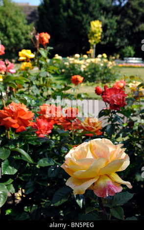 Il vescovo di giardini di strada, Peterborough, CAMBRIDGESHIRE, England, Regno Unito Foto Stock