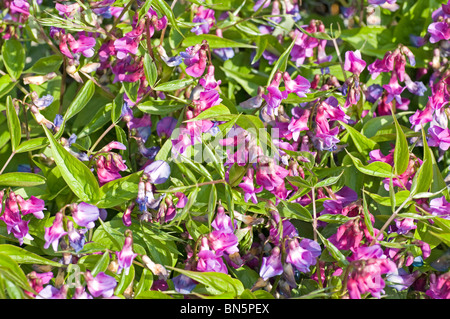 Grumo di fioritura della piccola perenne sweetpea, Lathyrus vernus Foto Stock