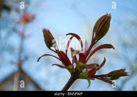 Una pianta crescente in primavera contro il cielo blu Foto Stock