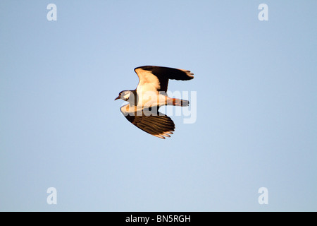 Pavoncella; Vanellus vanellus; in volo Foto Stock