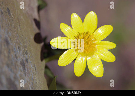 Lesser Celandine; Ranunculus ficaria; cresce su una parete Foto Stock