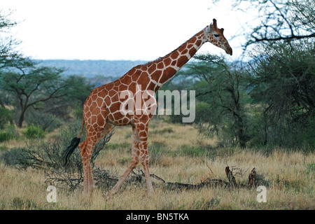 Giraffa reticolata camminare alto. La foto è stata scattata in Samburu Game Reserve, Kenya, Africa orientale. Foto Stock