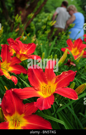 Daylilies, Ammiraglio Nelson, (Hemerocallis), a Schoepfle in Lorain County Metro parchi, Birmingham, Ohio, Stati Uniti d'America. Foto Stock