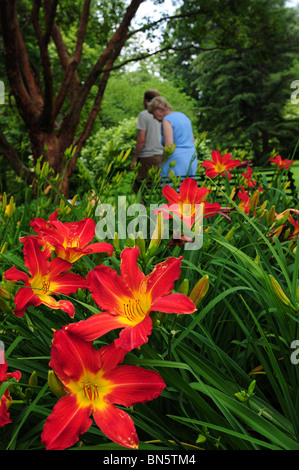 Daylilies, Ammiraglio Nelson, (Hemerocallis), a Schoepfle in Lorain County Metro parchi, Birmingham, Ohio, Stati Uniti d'America. Foto Stock