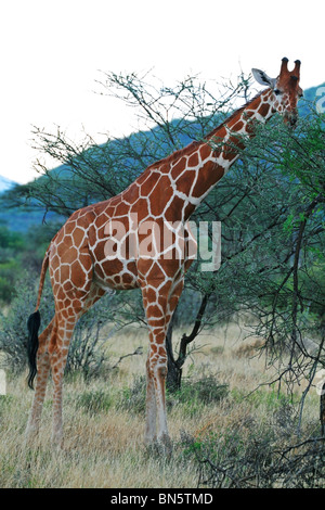 Giraffa reticolata in piedi di altezza. La foto è stata scattata in Samburu Game Reserve, Kenya, Africa orientale. Foto Stock