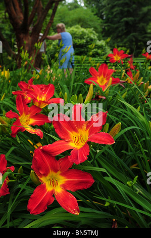 Daylilies, Ammiraglio Nelson, (Hemerocallis), a Schoepfle in Lorain County Metro parchi, Birmingham, Ohio, Stati Uniti d'America. Foto Stock