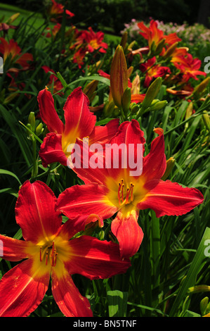 Daylilies, Ammiraglio Nelson, (Hemerocallis), a Schoepfle in Lorain County Metro parchi, Birmingham, Ohio, Stati Uniti d'America. Foto Stock