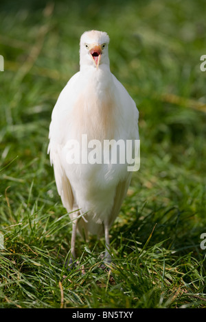 Airone guardabuoi piangere - Ardeola ibis Foto Stock