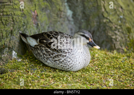 Spot indiano fatturati o anatra Spotbill - Anas poecilorhyncha Foto Stock