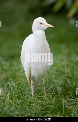 Airone guardabuoi - Ardeola ibis Foto Stock