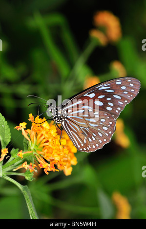 Blu scuro Tiger (Tirumala septentrionis) prese a Stratford Butterfly Farm, Stratford-upon-Avon, Warwickshire, Inghilterra, Regno Unito Foto Stock