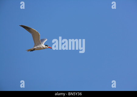 Caspian Tern Sterna caspia in volo contro il cielo blu a La Guira, Repubblica di Cuba a marzo. Foto Stock