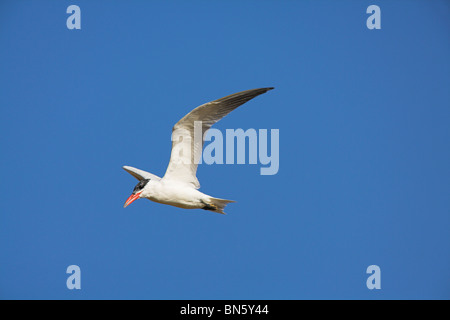 Caspian Tern Sterna caspia in volo contro il cielo blu a La Guira, Repubblica di Cuba a marzo. Foto Stock