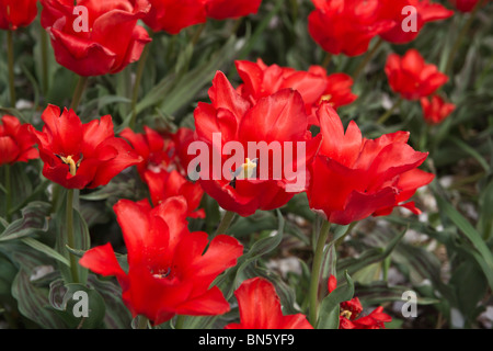 Tulip Time festival Olanda olandese Michigan negli Stati Uniti letto di fiori Cappucccetto Rosso tulipani in fiore ad alta risoluzione Foto Stock