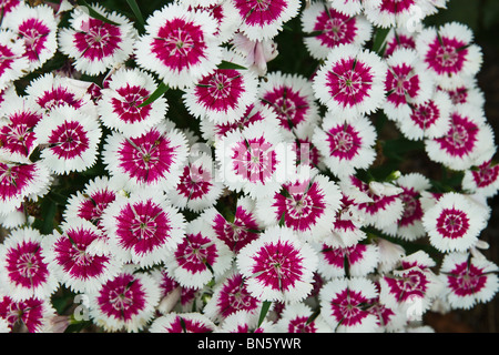 Cheddar garofani rosa (Dianthus gratianopolitanus) fiori fioriti dall'alto nessuno sfondo pieno di fiori floreali negli Stati Uniti hi-res Foto Stock