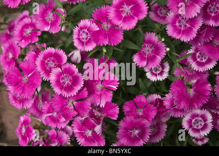 Cheddar garofani rosa (Dianthus gratianopolitanus) fiori in fiore dall'alto nessuno sfondo pieno di fiori negli Stati Uniti hi-res Foto Stock