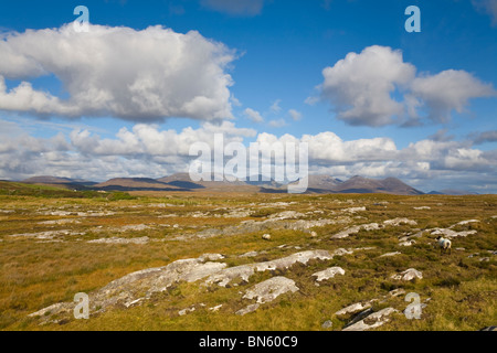 Pecora che pascola nel paesaggio della palude, il Parco Nazionale del Connemara, Connemara, Co. Galway, Irlanda Foto Stock