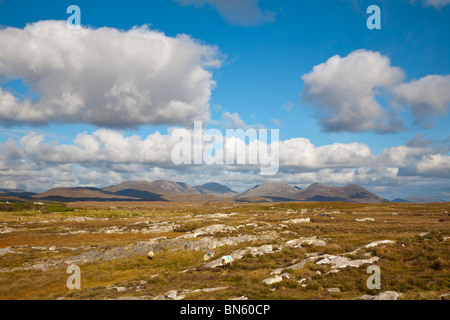 Pecora che pascola nel paesaggio della palude, il Parco Nazionale del Connemara, Connemara, Co. Galway, Irlanda Foto Stock