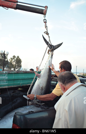 Terra di pescatori di una cattura di enormi tonno del Mediterraneo in Georgioupolis, Creta, Grecia, poco prima del tramonto, Foto Stock